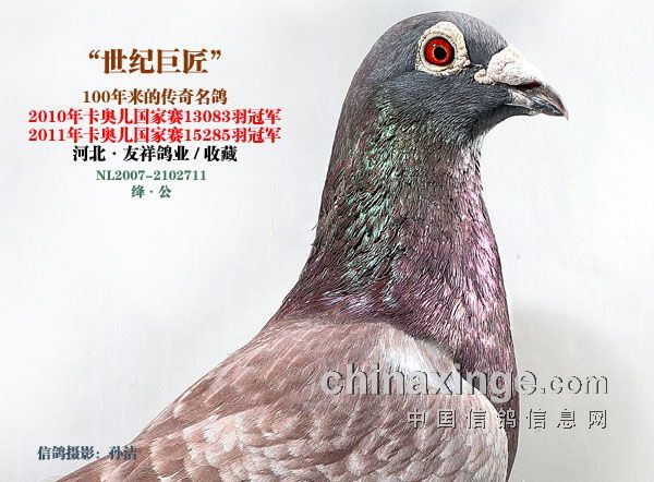 奇鸽刷赞怎么操作