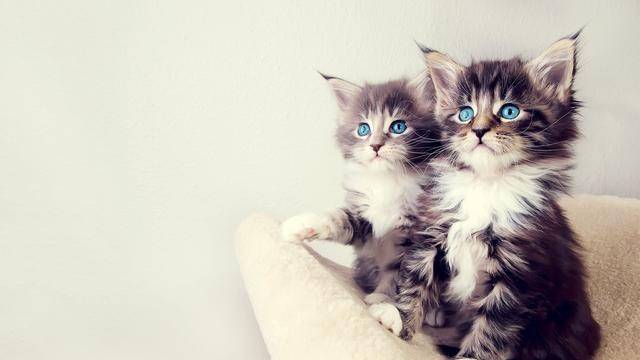 为什么子猫刷赞社区如此受欢迎