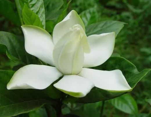 如何为栀子花在手机上刷赞