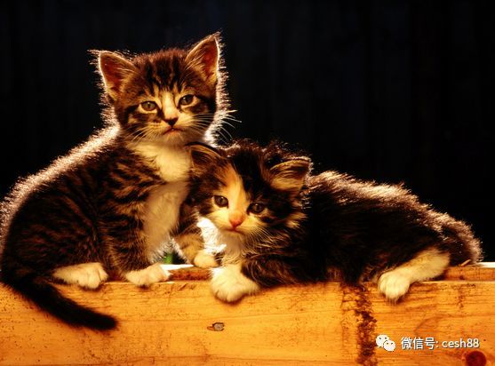 小猫刷赞宝的原因是什么