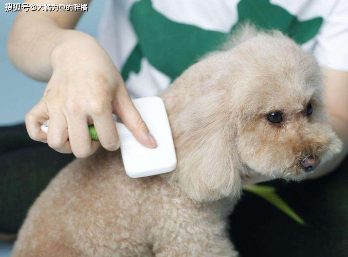 在狗多多平台上刷赞有哪些常见风险和防范措施