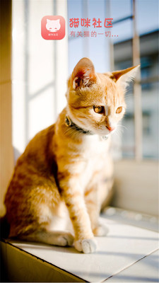 如何在猫猫社区手工快速刷名片赞