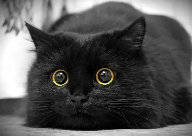 如何使用黑猫免费刷赞修复版来安全地获取免费点赞