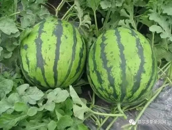 在西瓜平台上刷点赞关注这种行为是否真的有用处并且能带来实际效果