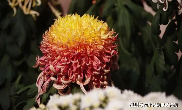 菊花刷赞网如何提供刷赞服务