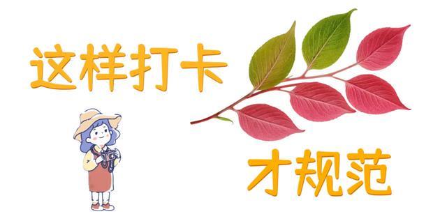 赞恩在刷大树过程中有哪些技巧值得学习