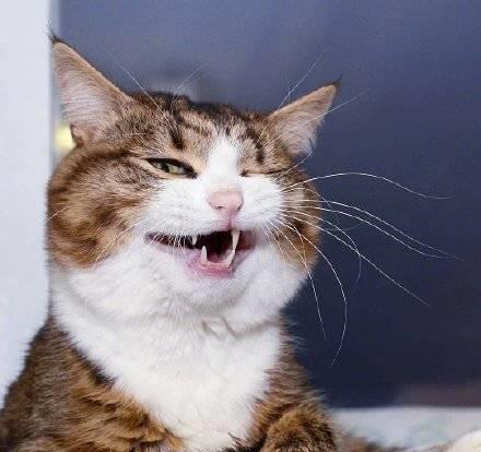猫咪刷赞平台真的能让猫咪获得更多点赞吗