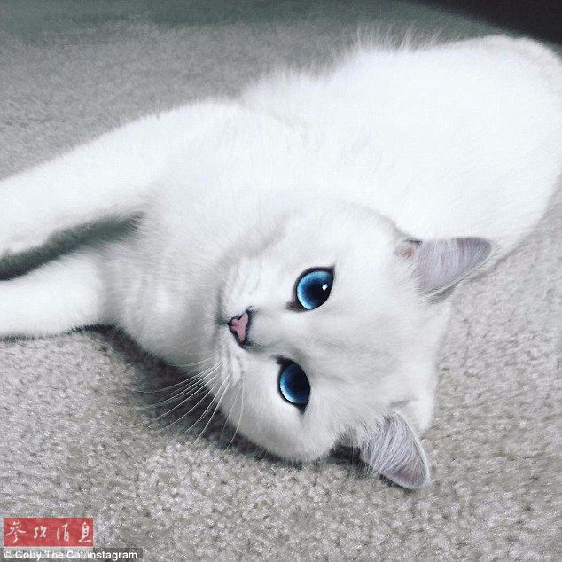 猫咪在社交媒体上刷赞的行为为何引发热议
