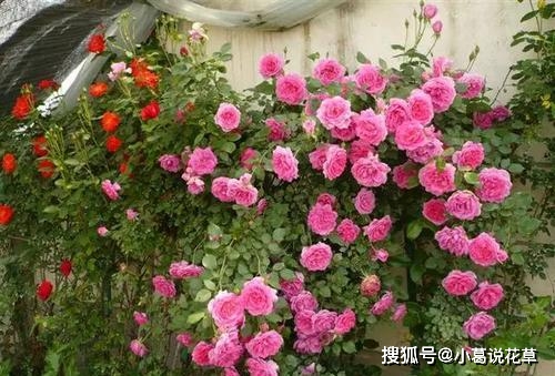 卡盟月季为何如此深受花友喜爱