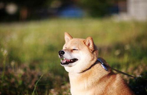 做柴犬卡盟代理真的能月入过万吗