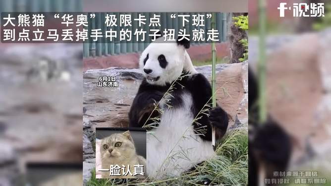 哪个卡能刷到熊猫你找到方法了吗