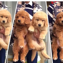 孝感卡盟犬舍你的理想爱犬哪里找