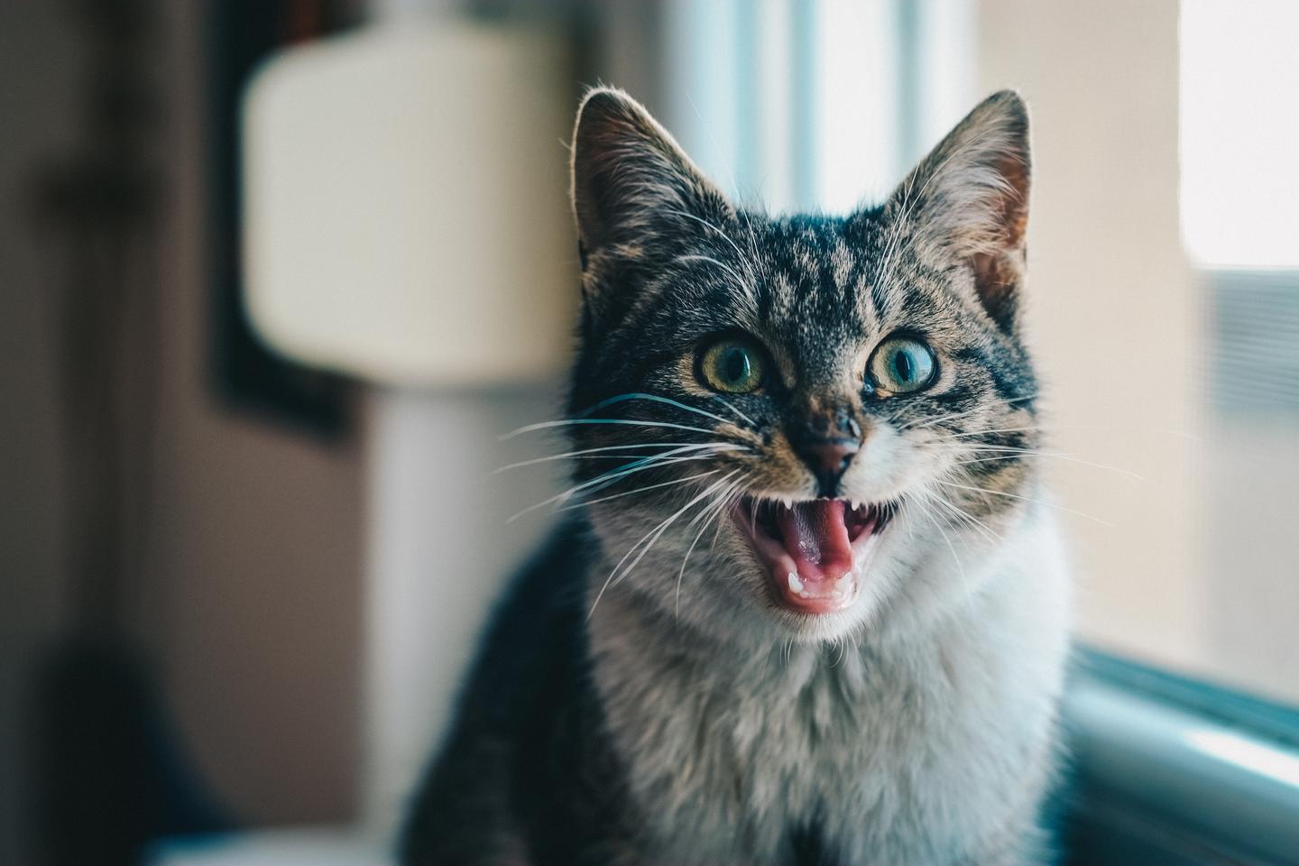西子猫猫卡册卡盟文创的魅力你看过了吗