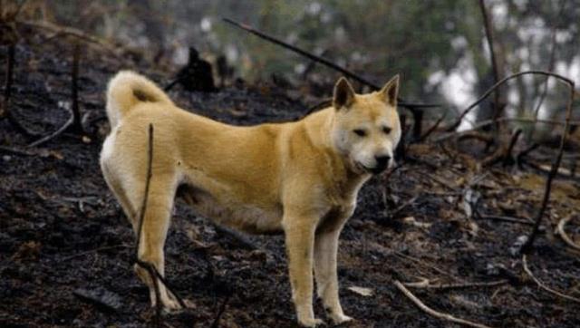 土狗低价卡盟靠谱吗揭秘性价比之王