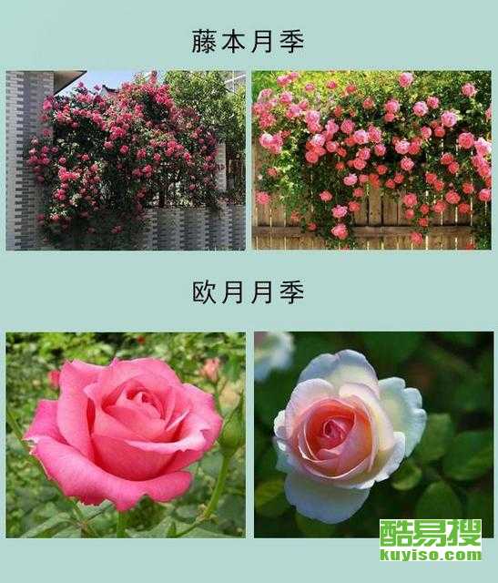 塞瑞盟卡伯娜月季是啥品种到底好养吗
