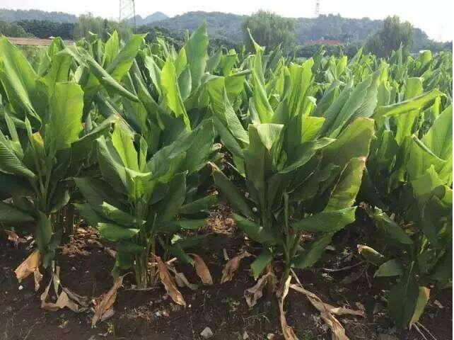 卡盟瑞灌根可行吗对植物根部有效果吗