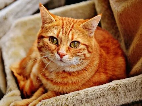 星盟优品和萌萌猫卡膜哪个更护眼呢