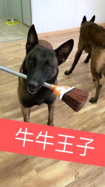 快手牛气怎么刷卡盟带刷效果真的牛吗