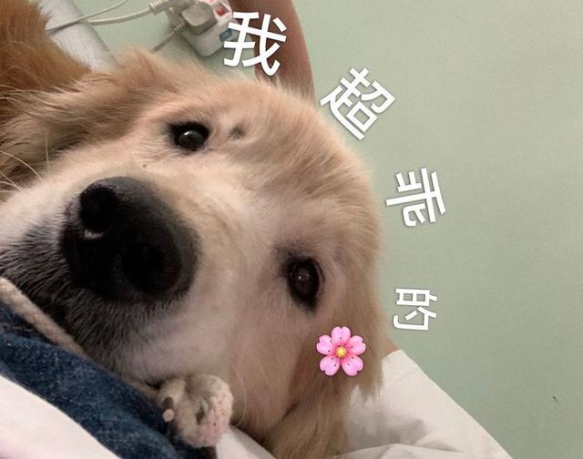 卡盟萌宠物播报你家萌宠上榜了吗