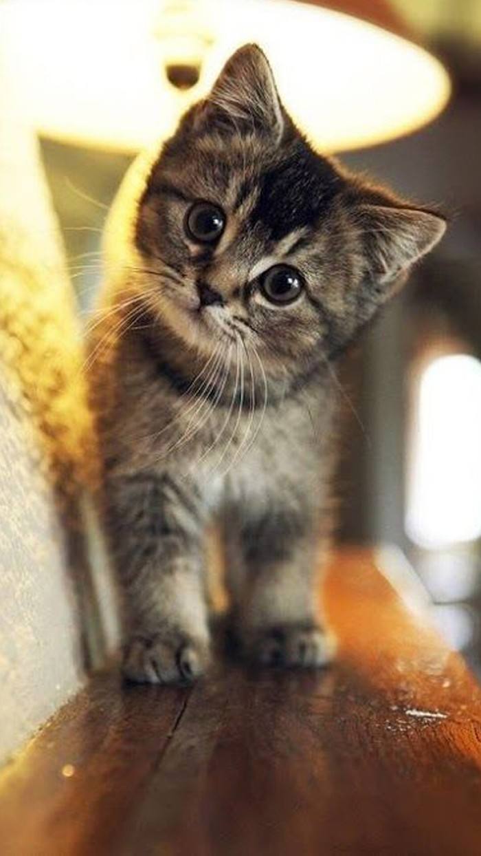 卡盟猫图片怎么这么萌可爱猫咪壁纸哪找
