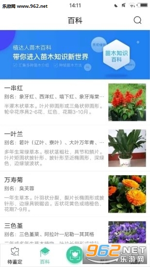 卡盟瑞用后叶子会烧焦吗植物养护达人解惑