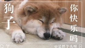 鄂东卡盟犬舍这里真的有高品质犬种吗