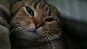 猫一卡盟真的能帮游戏玩家省下大把银子