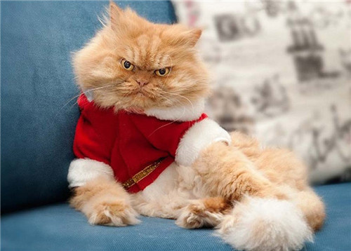 卡盟西子猫猫的西湖龙井香醇口感你尝过了吗