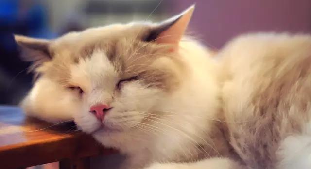 猫奴必看卡盟平台上哪些猫用品最值得入手
