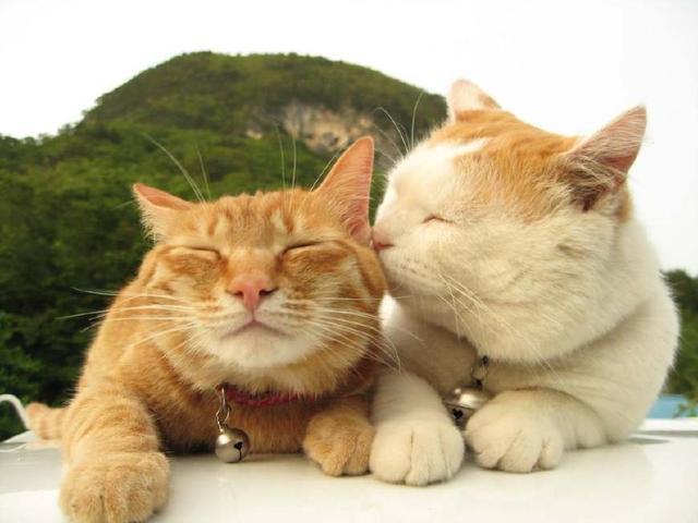 猫猫大白毛卡盟真的能找到性价比超高点卡