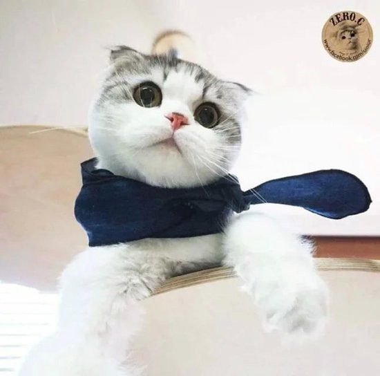 怪猫卡盟真的靠谱吗揭秘猫猫们的秘密基地