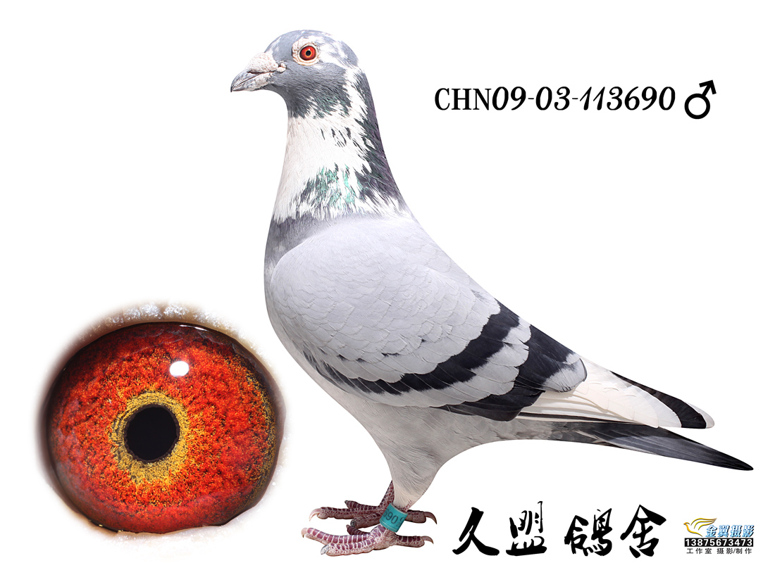 爱亚卡普久盟赛鸽这品种鸽真有这么神吗