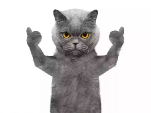 猫神粉丝究竟有多强大？探究抖音猫神与粉丝婠婠的影响力之路