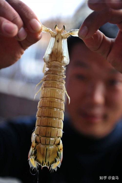 如何高效提升皮皮虾点赞与粉丝数？业务秘籍大公开？