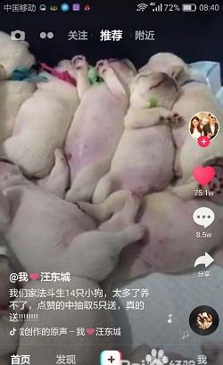 抖音上刷粉丝，小猪爱娟的魅力何在？