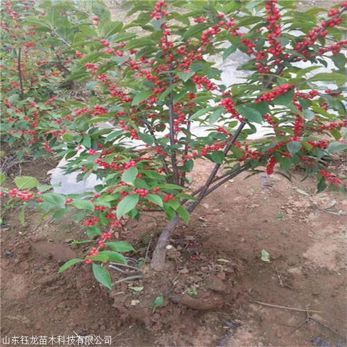 如何区分北美冬青的雌雄植株？这种方法让你轻松识别，你知道吗？