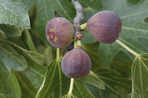 在印尼种植无花果能否带来可观收益？