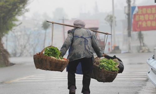 高龄老人卖菜谋生，收入几何？
