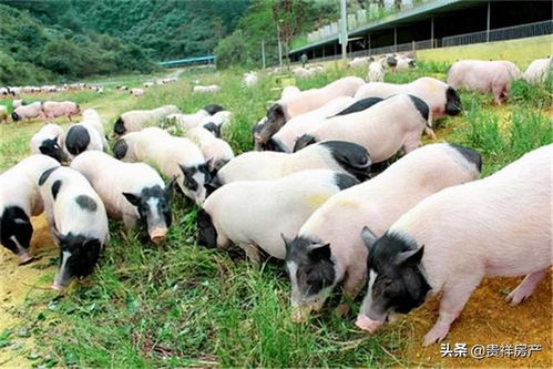 在邢台养殖什么项目最赚钱？如何选择高收益养殖品种？