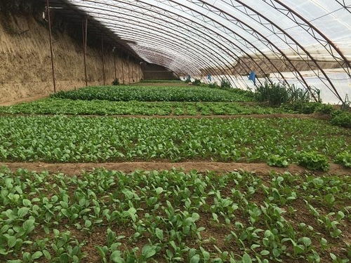 夏日露天种植，哪种蔬菜最具盈利潜力？