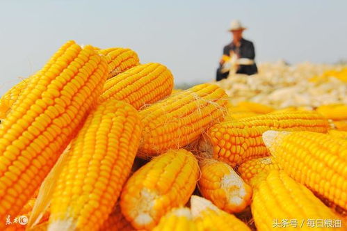 大规模种植玉米真的能带来丰厚收益吗？视频解析