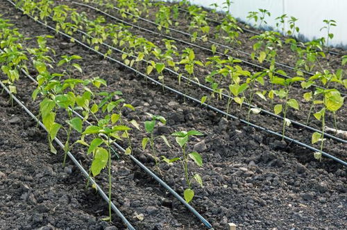 在湖南地区种植哪些蔬菜能带来较高经济效益？