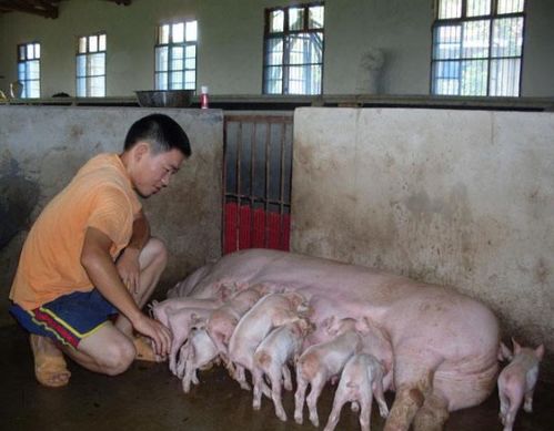 农民养猪能否实现盈利？养猪赚钱的可行性分析