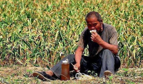 在农村包地种植，究竟选择哪种作物才能实现高效盈利？