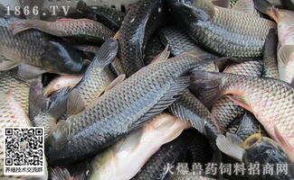 你知道哪种淡水养殖鱼类利润最高吗？