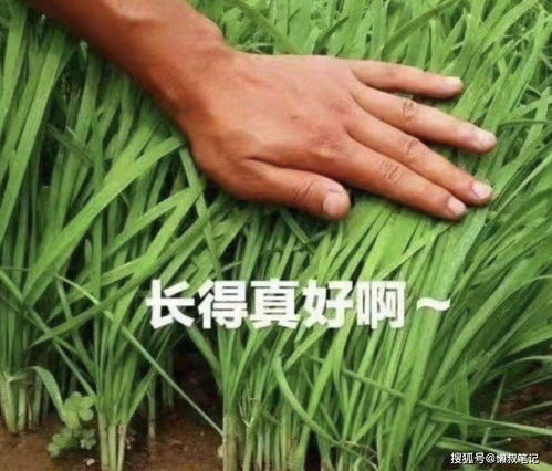 去俄罗斯销售白菜，真的能赚大钱吗？