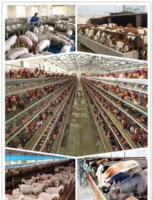 养殖业何时迎来盈利曙光？从业者期盼的转机在哪儿？
