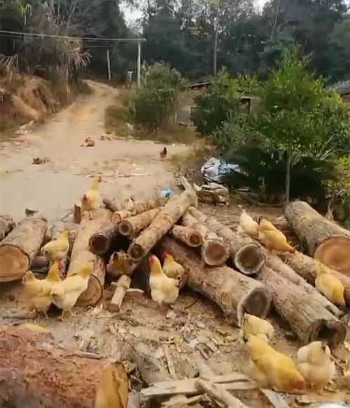 三角村有哪些赚钱商机？如何发掘当地致富门路？