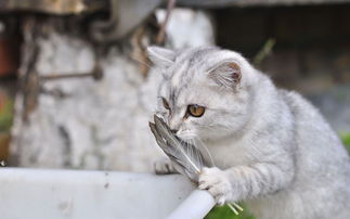 在家自己繁殖猫咪，真的能实现盈利吗？