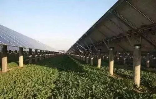 帐篷基地经营能否盈利？你了解其中的经济效益吗？